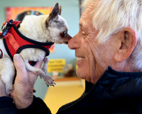 Dogs can need more than kibble, walks and love − consider the escalating expenses of their medical care before you adopt