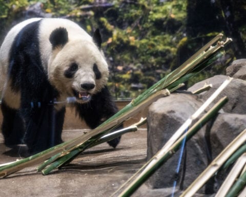 Crowds bid farewell to Japan’s last pandas before return to China amid souring ties