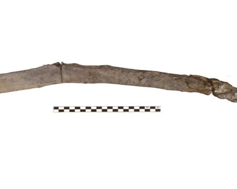 Scientists recover the oldest wooden tools from a site in Greece