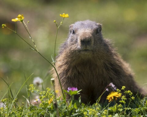 Groundhogs are lousy forecasters but valuable animal engineers – and an important food source