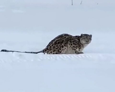 Snow leopard mauls skier in China’s Xinjiang region