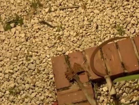 VIDEO: Man attacks neighborhood with pitchfork, residents say