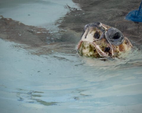 A sea turtle with 3 flippers swims free after Florida rehab, now followed by satellite