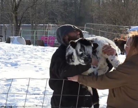 ‘Our first cow’: Farm mourns loss of mama cow after barn collapse, welcomes new calf