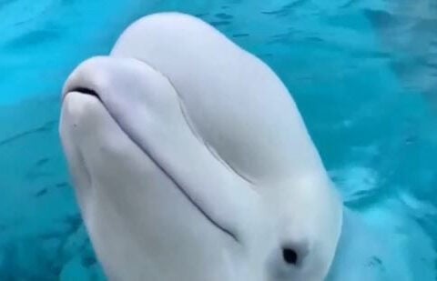 'Can't happen fast enough': Marineland Canada's whales approved for move to U.S.