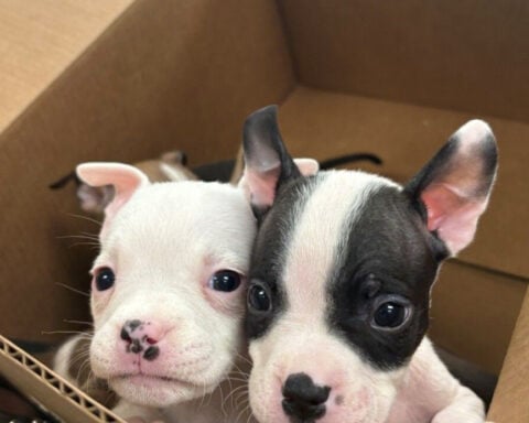 Six puppies found outside in box before weekend freeze, rescued by city employee
