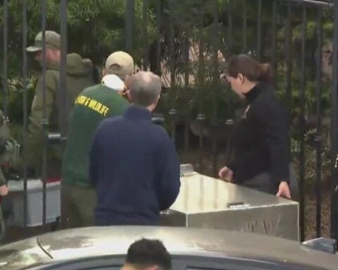 Mountain lion spotted in San Francisco neighborhood captured by animal control