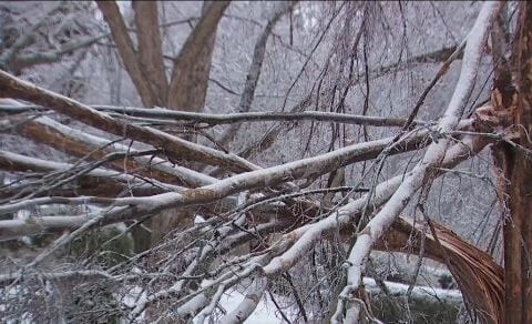 Insane doorbell camera captures ice storm devastating tree canopy as residents rally together