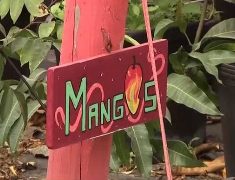 Cold snap raises concerns for mango growers