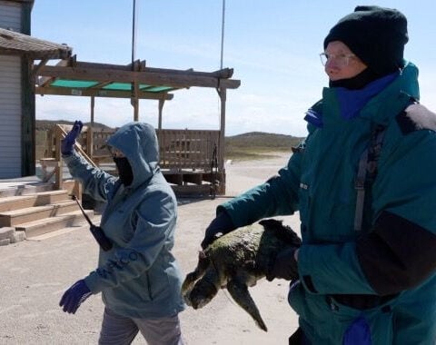 Volunteers rescue cold-stunned sea turtles as Texas coast temperatures plummet