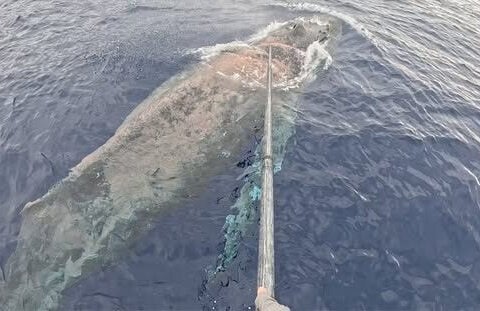 Have you seen her? NOAA needs help finding entangled whale