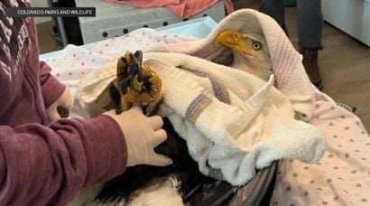 Bald eagle recuperating while wildlife officers look for person who shot it: "We want somebody to come forward"