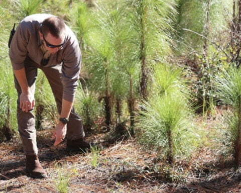 How fire, people and history shaped the South’s iconic longleaf pine forests