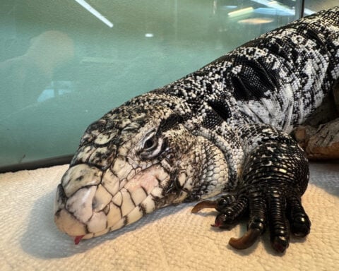 Freezing reptile dubbed 'Lizard in a blizzard' is rescued after being buried in Rhode Island snow