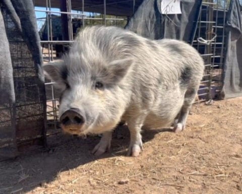 Pig Sanctuary seeks animal caretaker for its rescued residents