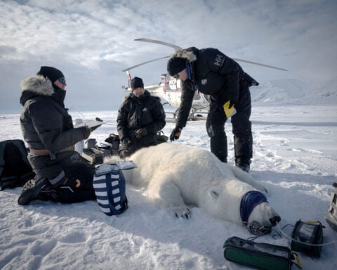 Polar bears in Norway’s Arctic are getting fatter and healthier, despite melting sea ice