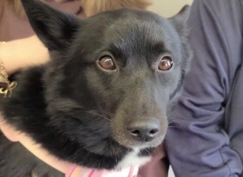 Dog lost for 6 days during snowstorm and sub-zero temperatures rescued in Beaver County