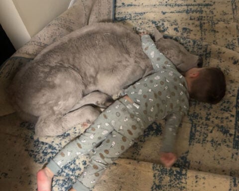 Newborn calf struggling in deep freeze brought indoors to curl up on couch