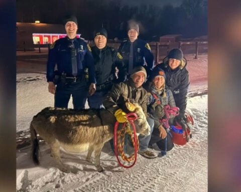 Police help find miniature donkey named Dolly Parton after farm escape