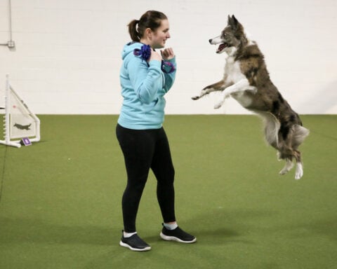Wowed by the agility dogs at the Westminster show? A winning handler explains how it's done