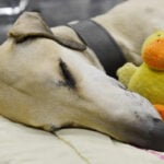 Pet sounds: Why some dog owners share music with their 4-legged friends