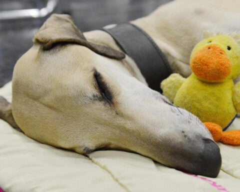 Pet sounds: Why some dog owners share music with their 4-legged friends