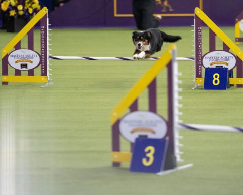 Wowed by the agility dogs at the Westminster show? Handlers explain how it's done