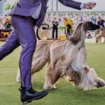 Dog Show 101: What to know about the 150th Westminster show