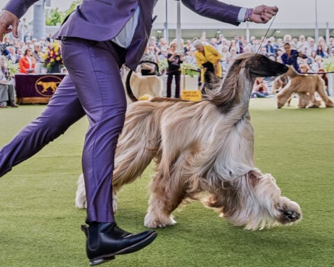 Dog Show 101: What to know about the 150th Westminster show