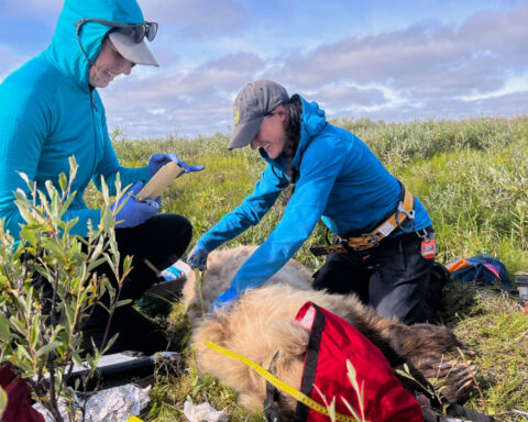 Collar cams offer a bear's eye view into the lives of grizzlies on Alaska's desolate North Slope