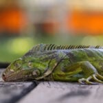 More winter weather leads to heavy snow, canceled flights and, in Florida, falling iguanas