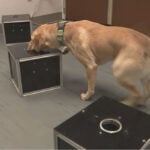 Researchers train dogs to detect "silent killer" canine cancer