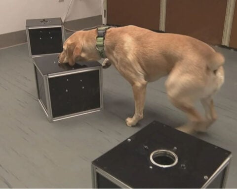Researchers train dogs to detect "silent killer" canine cancer