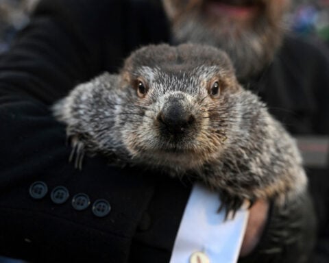 Groundhog Day puts Punxsutawney Phil's forecast about winter's length in the spotlight