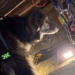 Fire crews rescue dog from a nearly 30-foot-deep well days after it went missing