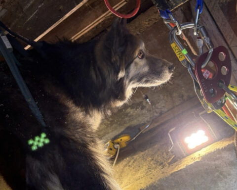 Fire crews rescue dog from a nearly 30-foot-deep well days after it went missing