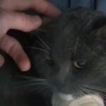 Video shows dramatic rescue of cat from 100-foot-tall tree