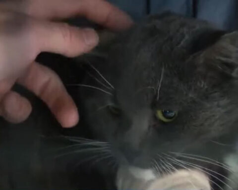 Video shows dramatic rescue of cat from 100-foot-tall tree