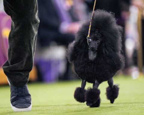 Couples at the Westminster show bond over dogs, and each other