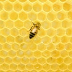 Building with air – how nature’s hole-filled blueprints shape manufacturing