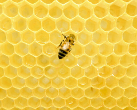 Building with air – how nature’s hole-filled blueprints shape manufacturing