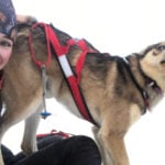 The fun and furry world of sled dog racing keeps barking, despite not being in the Winter Olympics
