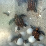 Sanibel eyes lethal removal to curb coyote threat to sea turtle nests