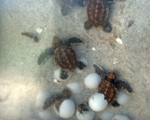 Sanibel eyes lethal removal to curb coyote threat to sea turtle nests