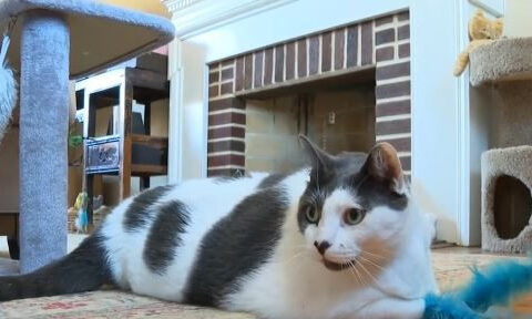 'Steamroller' Patches, formerly 40-pound fat cat, nears weight loss goal after breaking pantry door