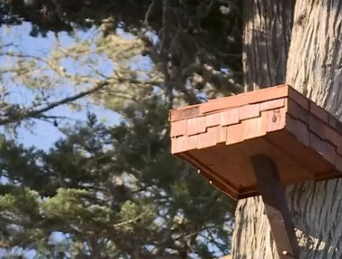 Volunteers build owl nesting platforms to tackle growing rat problem