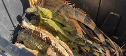 Iguana pizza is now a thing in South Florida, thanks to a cold snap that sent iguanas falling from trees