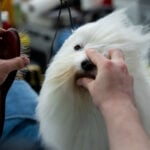 7 dogs competing for Westminster's show big prize Tuesday night