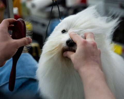 7 dogs competing for Westminster's show big prize Tuesday night