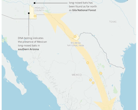 Agave or bust! Mexican long-nosed bats head farther north in search of sweet nectar